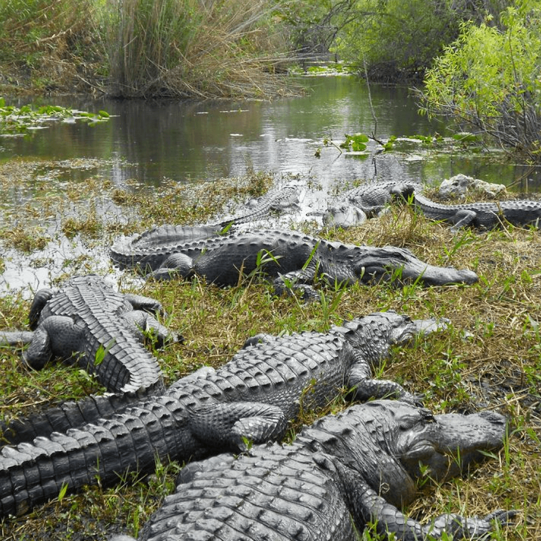 Everglades Tour - My Store