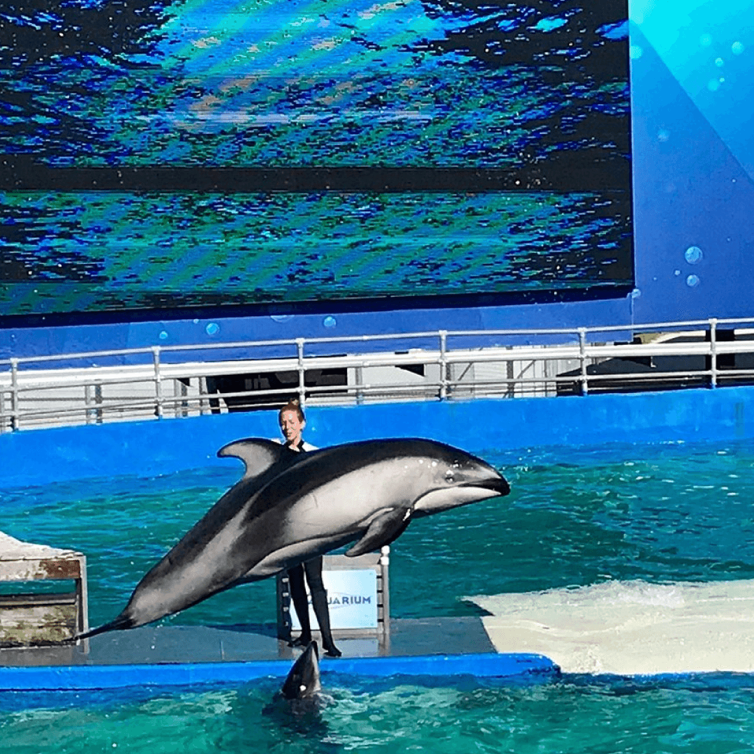 Miami Seaquarium Tour – VIP Conecctions Miami